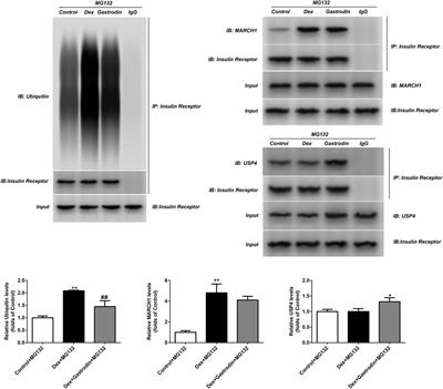 Intervention of Gastrodin in Type 2 Diabetes Mellitus and Its Mechanism